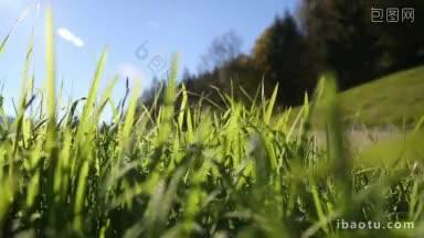 镜头穿过阿尔卑斯山的绿草